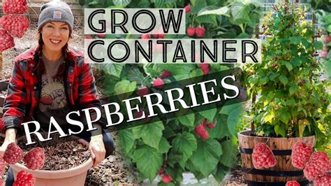 How To Grow Raspberries In Containers Youtube