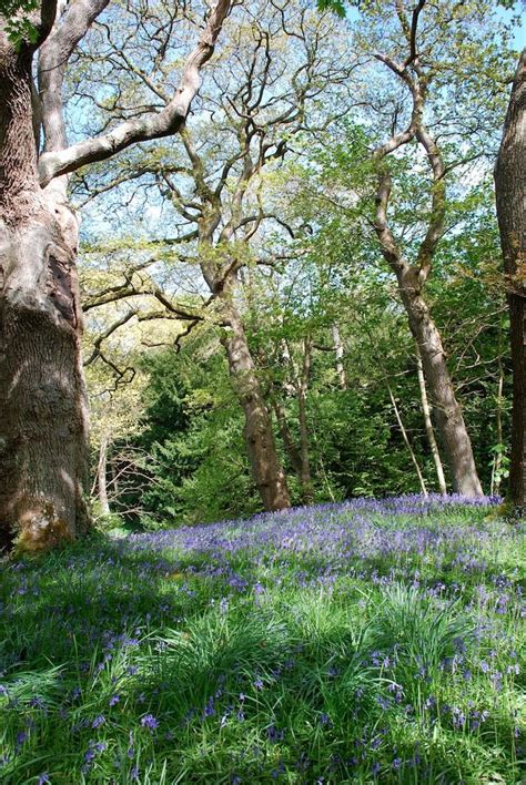 Bluebells In Bloom At Bodnant Garden In North Wales In May Unforgettable