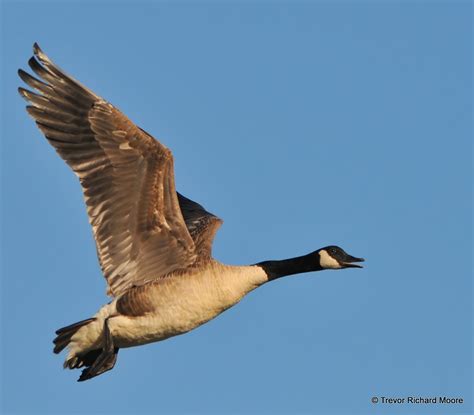 A And T Birding Geese In Flight