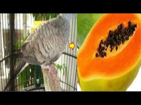 Luar Biasa! Cara Pemberian Dan Manfaat Buah Pepaya Untuk Burung Perkutut - YouTube