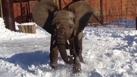 Zoo Camera Catches A Happy Baby Elephant Leaving Her Warm Shed To Play