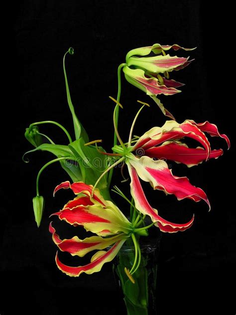 Which flowers mean love, hope, healing, and good luck? Gloriosa Superba. Or Glory Lily are very unusual red ...