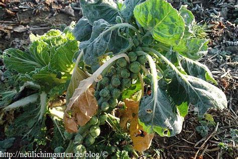 Ein guter anhaltspunkt für den richtigen zeitpunkt der ernte ist die größe der knolle. Von Rosenkohl, von Laufenten und einem leckeren ...
