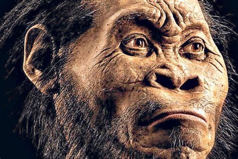 Check spelling or type a new query. Estudio revela detalles del Homo Naledi, un hominido de cerebro pequeño, pero similar al nuestro ...