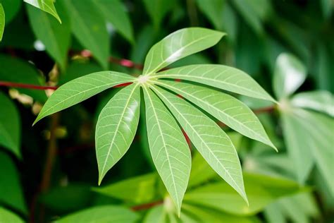 7 Benefits Of Cassava Leaves For A Healthy Lifestyle How To Cure