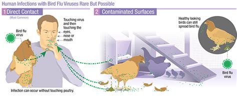 Bird flu (avian influenza) is a disease caused by strains of influenza virus that primarily affects birds. Information on Avian Influenza | Avian Influenza (Flu)