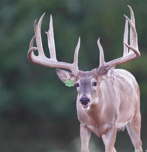 M3 Whitetails Counting Down The Days Deer Breeder In Texas