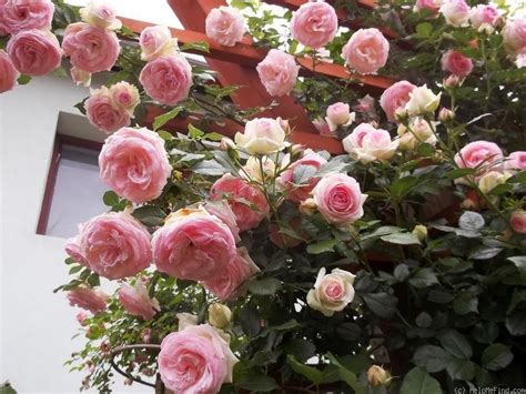 Эден роуз роза плетистая — 2 Kartinkiru