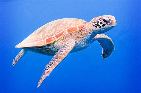 A cabin which protrudes above the level of a ship's deck may be referred to as a deckhouse. 2 Day 1 Night Great Barrier Reef Dive & Snorkel Trip ...