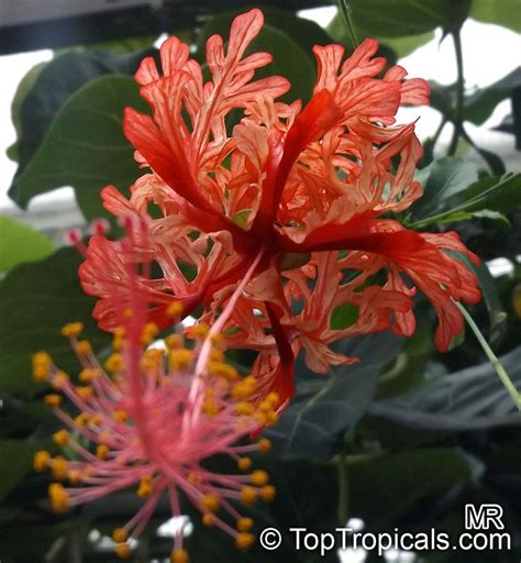 Maybe you would like to learn more about one of these? Hibiscus schizopetalus | Jardins