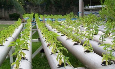 Hydroponic Gardening Advanced Way To Grow Plants By Stud Pac Medium