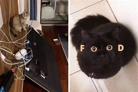 50 Perfectly Accurate Pics And Memes That Capture What Its Like Living With Cats