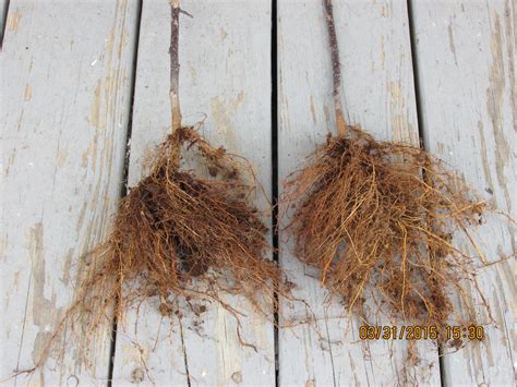 Sky's fruit tree list includes information about each tree's rootstock along with a description of the fruit itself. Propagating clonal apple root stock - General Fruit ...
