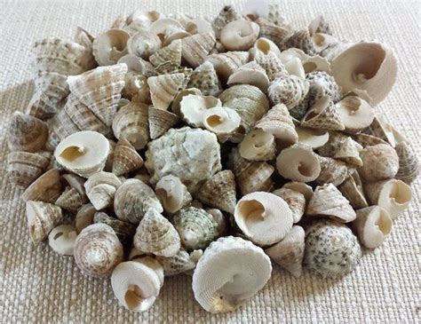 Seashells Shells Pyramid Shells Beach Decor Bulk Shells Etsy In 2021