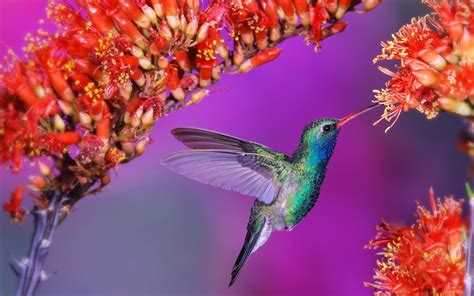 Humming Birds Wallpapers And Backgrounds Hummingbird Desktop