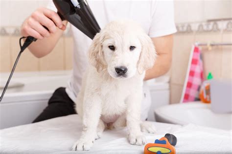 They're furry, produce moisture, and live very closely snuggled up to each other with the warmth of their mother. How to Get Rid of Fleas from Newborn Puppies - Pet Ponder