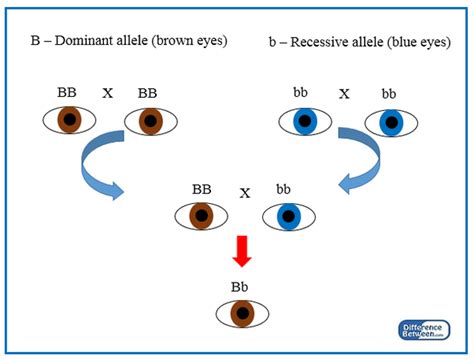 Meaning of dominant for the defined word. Is incomplete dominance the same as co-dominance? - Quora