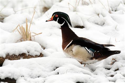 Wood Duck In Calgarys May Snow Fall Transcendent Clicks Flickr