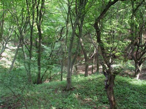Maybe you would like to learn more about one of these? Photo Gallery - Haunted Forest - Hoia Baciu Forest