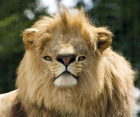 Animals are not vectors of the epidemic, so there is no reason to abandon your animal, says belgium's national council for animal protection. Lion Belgium national animal 1280x1024 : wallpaper