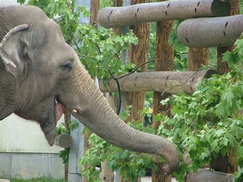 Buttonwood Park Zoo Resident Asian Elephant Enjoys Browse Flickr