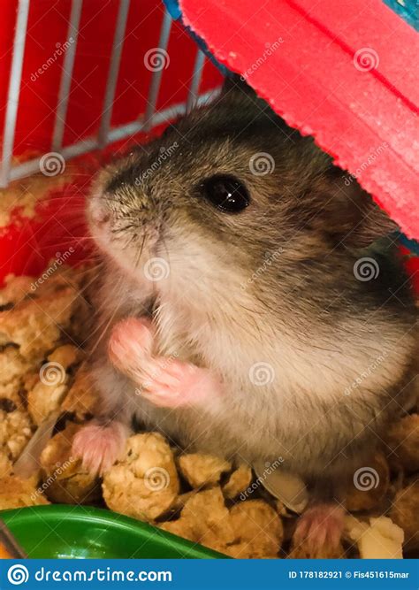 Little Dzungarian Hamster Rodent In A Cage At Home Stock Image Image