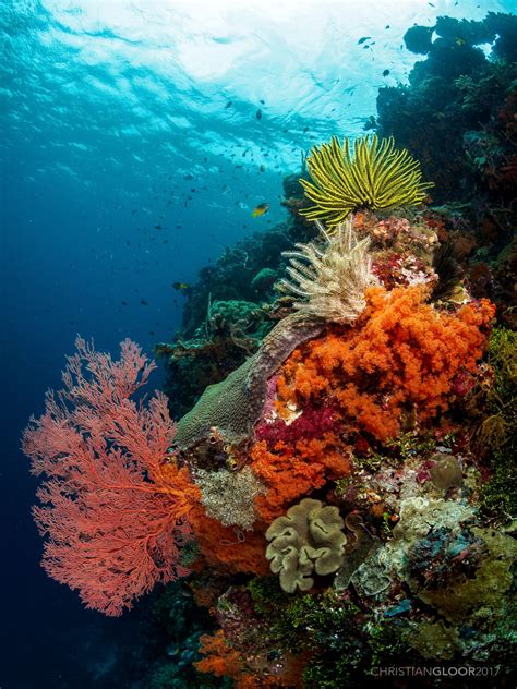 I think it looks awesome! Reef bouquet | Coral art, Coral painting, Underwater painting