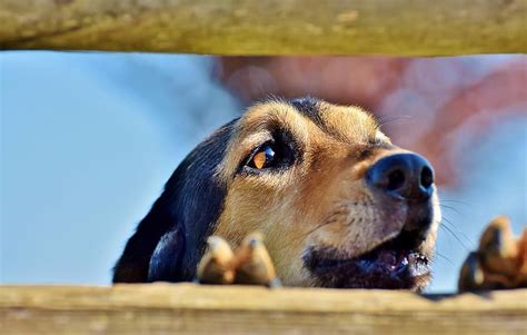 Not all barks are created equal, there are different types of dog vocalizations. Dog Barking: Why They Bark & How To Control Them | Puppy Area