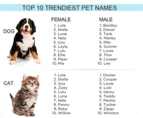 Choosing the cool monikers inspired by tradition, food and drinks and snowy weather. On trend. Cool cats are being named Ziggy & Ruby...purr-ty ...
