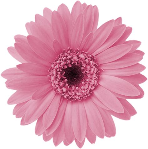 Daisy Clipart Hot Pink Flower Picture 868414 Daisy Clipart Hot Pink