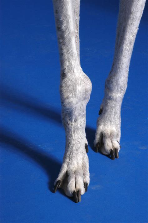 My Great Dane Has A Large Hard Lump On The Joint Above His