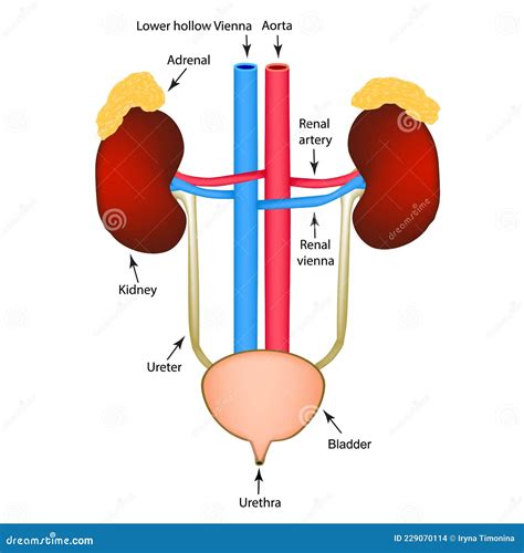 The Structure Of The Kidneys And Bladder Excretory System