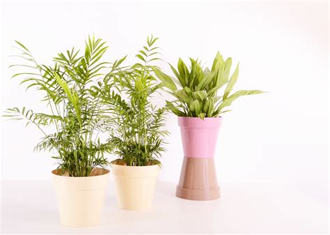 The idea of protecting one's garden from a pest insect infestation is something every gardener should have in the. How to Control Your Indoor Plants and the Pests that Come ...