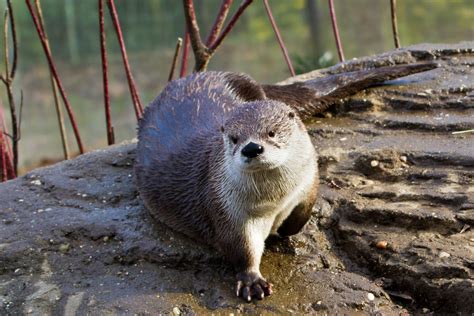 Top 178 What Animals Live In Swamps Electric