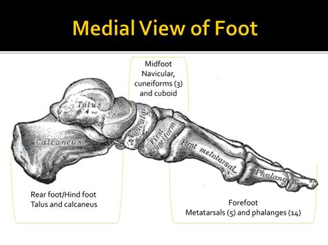 Ppt Anatomy Of The Foot And Ankle Powerpoint Presentation Free