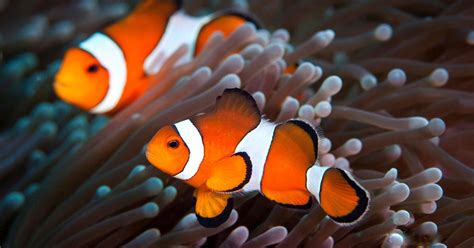 Interesting Facts About Our Nemo Clownfish We Never Knew
