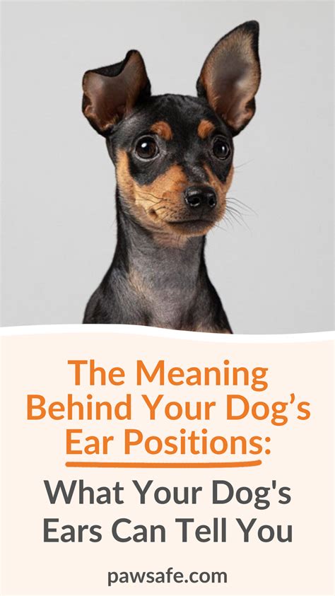 The Meaning Behind Your Dogs Ear Positions What Your Dogs Ears Can