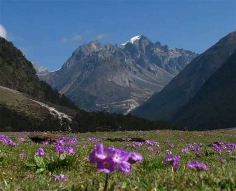 Must Visit These Flower Valleys On Your Next Trip Herzindagi