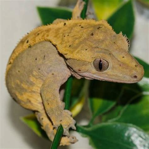 Get Are Crested Geckos Good Pets For Beginners - Wayang Pets
