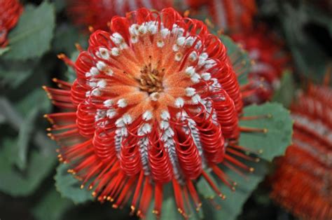 The public gallery images are free to use as your personal desktop wallpaper. 17 Best images about exotic flowers on Pinterest | Bird of ...
