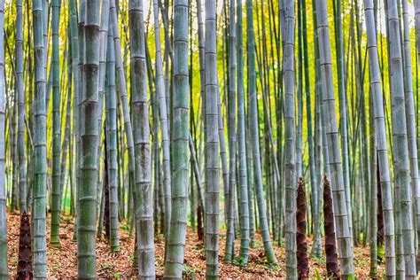 Fondo Con Patrón De Follaje De árboles De Bambú En Una Arboleda O Bosque Foto Premium