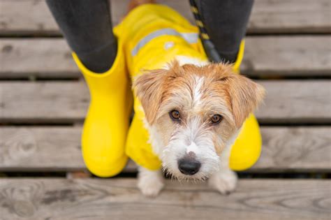 Essentials For Rainy Day Dog Walking Rufus And Coco Australia