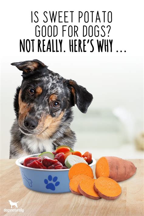 It also has a specific forum devoted to pets. Craigslist Austin Pets Kittens