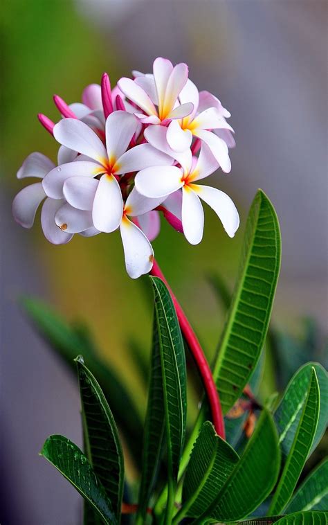 Flowers Tropikalne Kwiaty Kwiatowe Ogrody Sadzenie Kwiatów