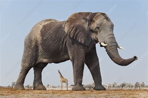 Elephant Bull Namibia Stock Image C0161533 Science