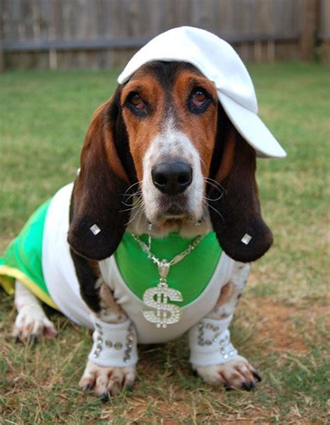 14 Trendy Basset Hound Halloween Costumes Petpress Dog Halloween