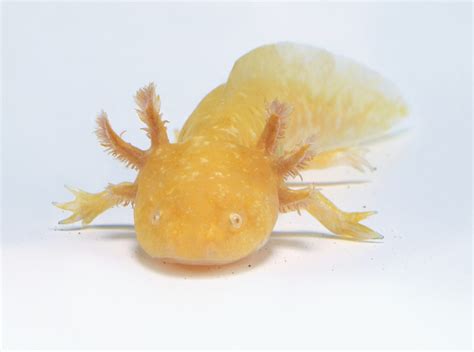 Axolotl Worm Genomes Offer Clues To Regeneration Cosmos Magazine