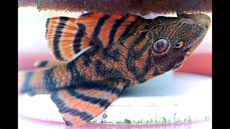 How To Care For The L397 Alenquer Tiger Pleco Panaqolus Sp Youtube