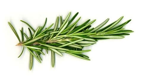 Berizzo, por su parte, intentó contrarrestar ese poderío ofensivo con una línea de cinco defensores que armó con la entrada de santiago arzamendia por el mellizo óscar romero. Scent of Rosemary Enhances and Improves Brain's Cognitive ...