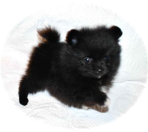 Black Pomeranian Puppies For Sale Near Me Petsidi